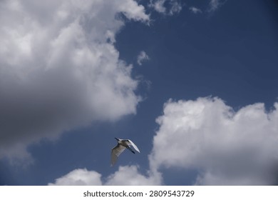 A white egret soars through a deep blue sky punctuated by large, dramatic clouds, conveying freedom, solitude, and natural beauty with graceful motion and airy composition.

