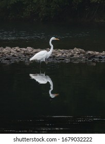 A White Egret Steps Quietly In The Tulpehocken Creek In Pursuit Of A Meal