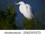 White egret sun bath morning wildlife wetlands conservation environment protection nature reserve science communication ecology wallpaper background desktop decoration arts design 