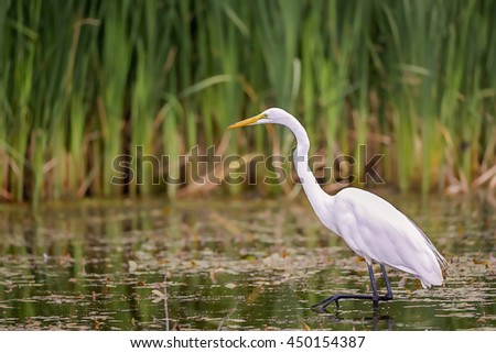 White Egret wading in the lake and hunting.