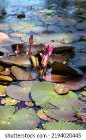 White Egyptian Lotus Buds, Mauritius
