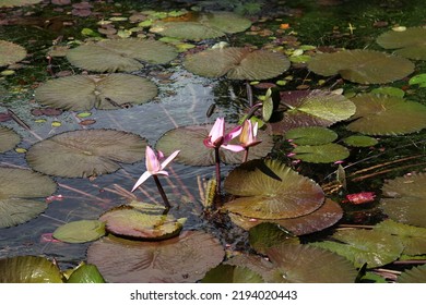 White Egyptian Lotus Buds Starting To Open, Mauritius
