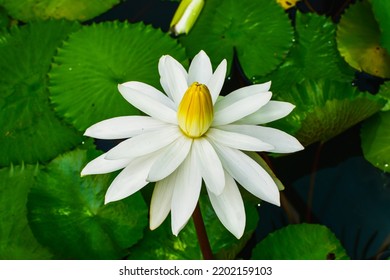 The White Egyptian Lotus In A Pond