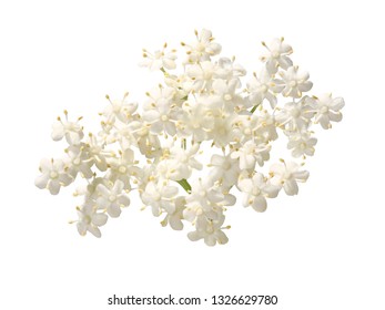 White Elder Flower