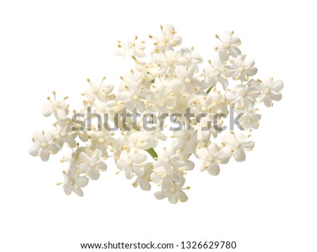 white elder flower