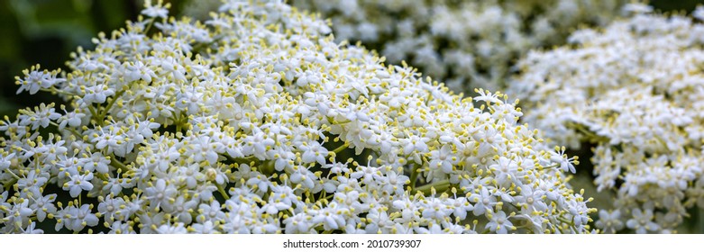 White elderberry flowers.  Banner. Black sambucus (Sambucus nigra) white blooms. White elder flower cluster in garden. Nature blossom Sambucus ebulus background.