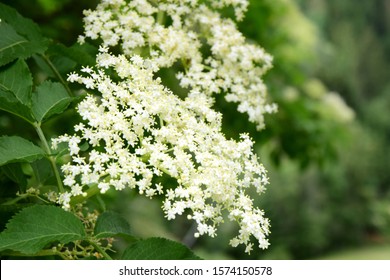 White elderflowers on an elderflower shrub