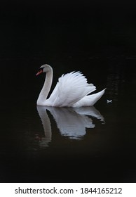 White elegant swan on a dark background on a vertical picture.