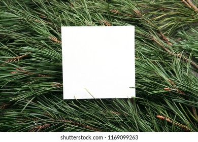 White empty frame on green pine branches background. Blank card snowflake on  pine branches.
