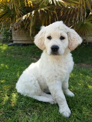 White English Cream Golden Retriever Puppy Dog Sitting On Grass