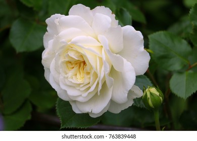 White English Rose Tranquility