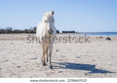 White Estonian native horse (Estonian Klepper) walking on the coast of the sea bay.