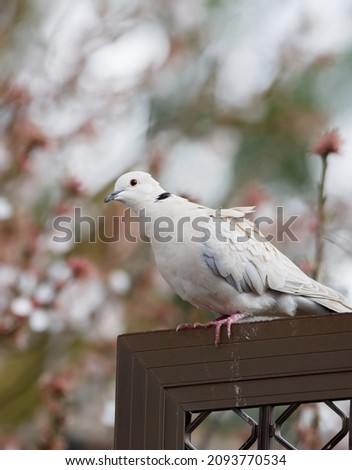 white eurasian collared dove perched on a metal fence in front of a flowering tree in blossom