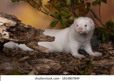 A White European Mink Or Nerts From A Fur Farm In An Autumn Forest Landscape