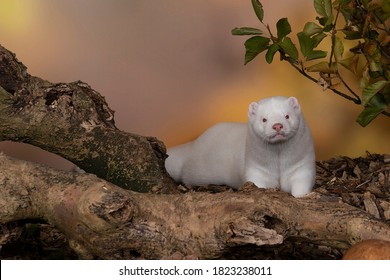 A White European Mink Or Nerts From A Fur Farm In An Autumn Forest Landscape