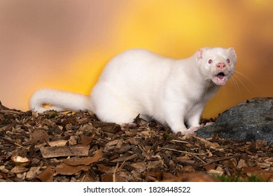 A White European Mink Or Nerts From A Fur Farm In An Autumn Forest Landscape