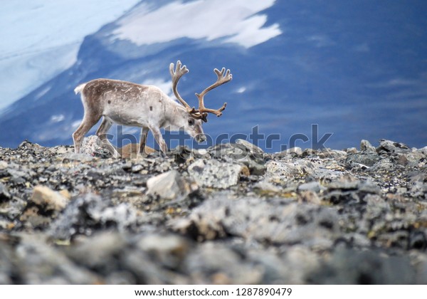 白いヨーロッパのトナカイで 氷河と山を背景にします トナカイ Rangifer Tarandus は 周極分布を持つ鹿の種である ノルウェーのヨトゥンハイメン国立公園 の写真素材 今すぐ編集