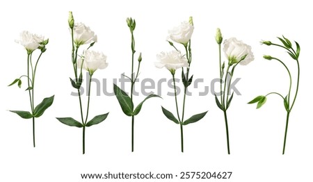 White Eustoma flowers with leaves and buds isolated on white background. Design element for creating floral arrangements, collages, frames, wedding cards, invitations.