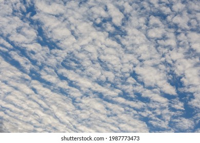 White Evening Altocumulus Clouds On Blue Sky Full Frame Background