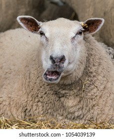White ewe chewing the cud looks like she is talking or laughing as she rests on a bed of straw.