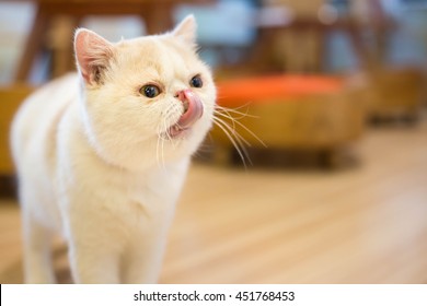 Exotic Shorthair Images Stock Photos Vectors Shutterstock