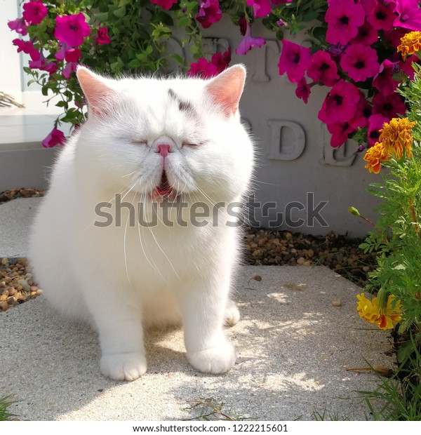 White Exotic Shorthair Cat Black Spot Royalty Free Stock Image