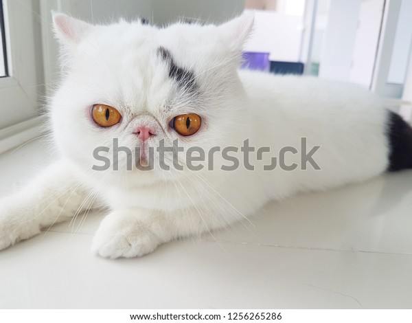 White Exotic Shorthair Cat Laying On Animals Wildlife Stock Image