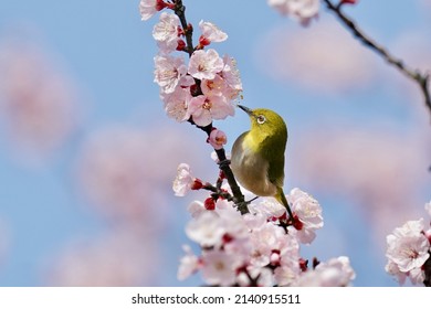 white eye is on the cherry blossom - Shutterstock ID 2140915511