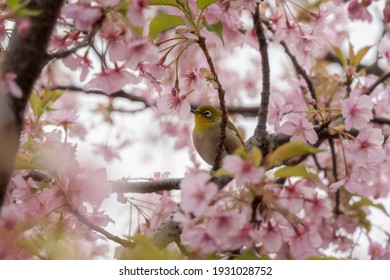 白い鳥 の画像 写真素材 ベクター画像 Shutterstock