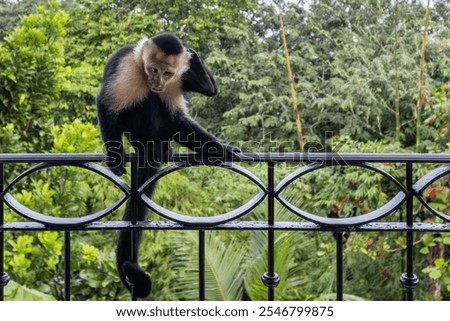 White Face Capuchin Monkey Manuel Antonio Costa Rica