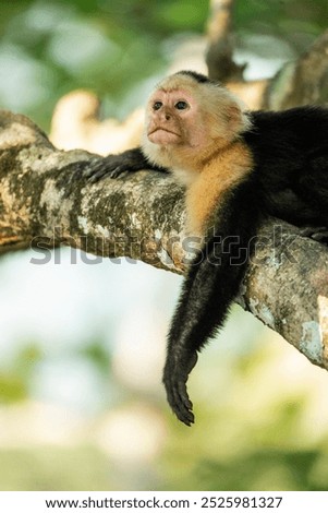 white face monkey ape in Costa Rica sneaky monkeys nature