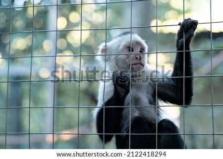 White face monkey in a cage