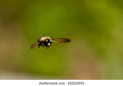 White Faced Bumble Bee Flying