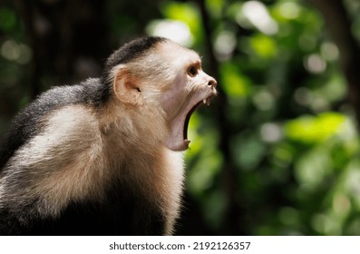 White Faced Capuchin In Costa Rica 