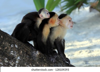 White Faced Capuchin Monkey