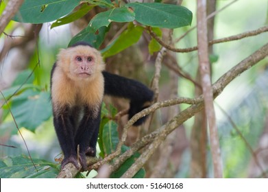 White Faced Capuchin Monkey