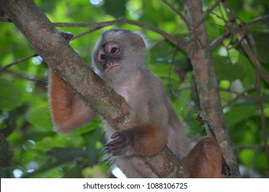 White Faced Capuchin Monkey Posing Tree Stock Photo 1088106725
