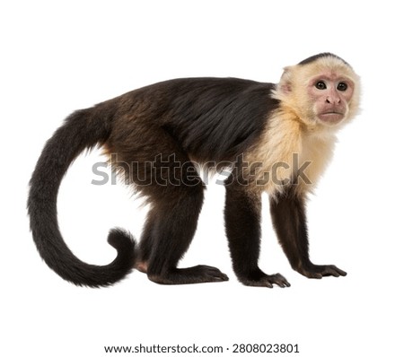White Faced Capuchin Monkey Standing Alert Full Body Side View Isolated On White Background