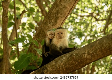 White faced female Capuchin monkey sitting on tree branch in the dark tropic forest with baby monkey on her back in Costa Rica. Baby Monkey.