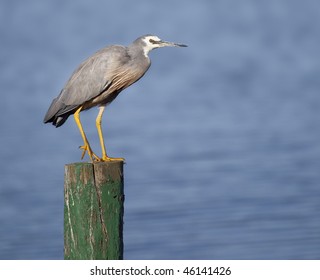 A White Faced Heron In Australia