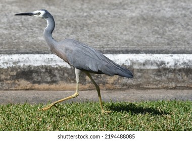 White Faced Heron Close Up