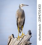 A White Faced Heron (egretta novaehollandiae) perched on an old tree log.