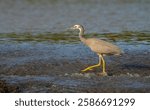 White faced Heron (Egretta novaehollandiae) walking across flowing water at the Oxenford weir, Gold Coast, Queensland, Australia.