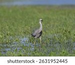 White Faced Heron or White Fronted Heron (Egretta novaehollandiae) foraging for food on a flooded pasture after heavy rain.