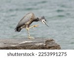White Faced Heron on a Rock