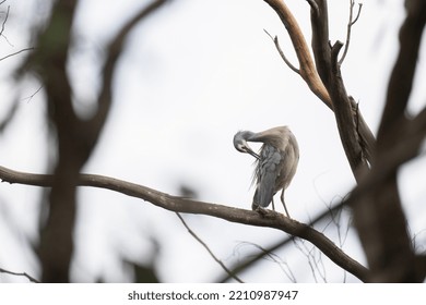 White Faced Heron On Tree Branch