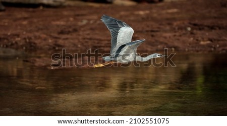 White Faced Heron from Sydney in Australia