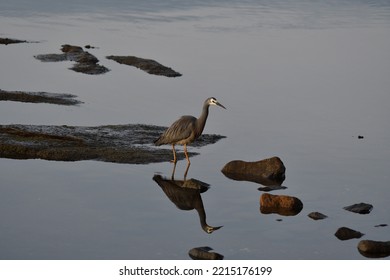 White Faced Heron Water Reflection