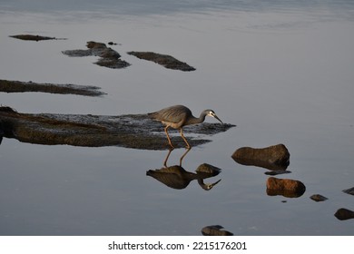 White Faced Heron Water Reflection