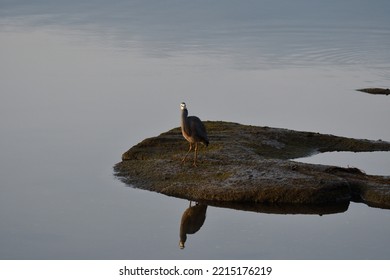 White Faced Heron Water Reflection